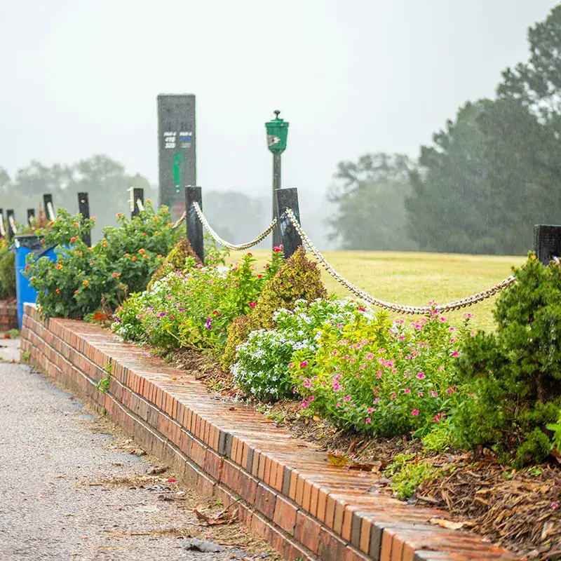 Flowers outside on rainy day