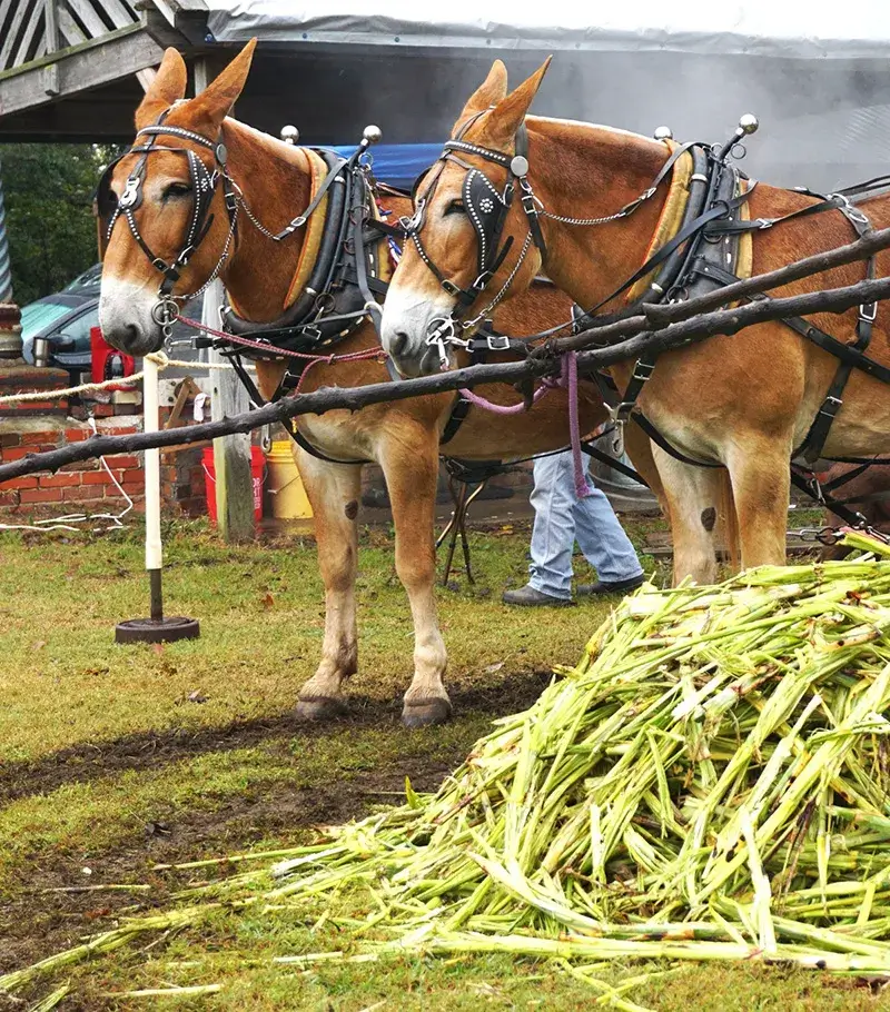 Mules wearing halters