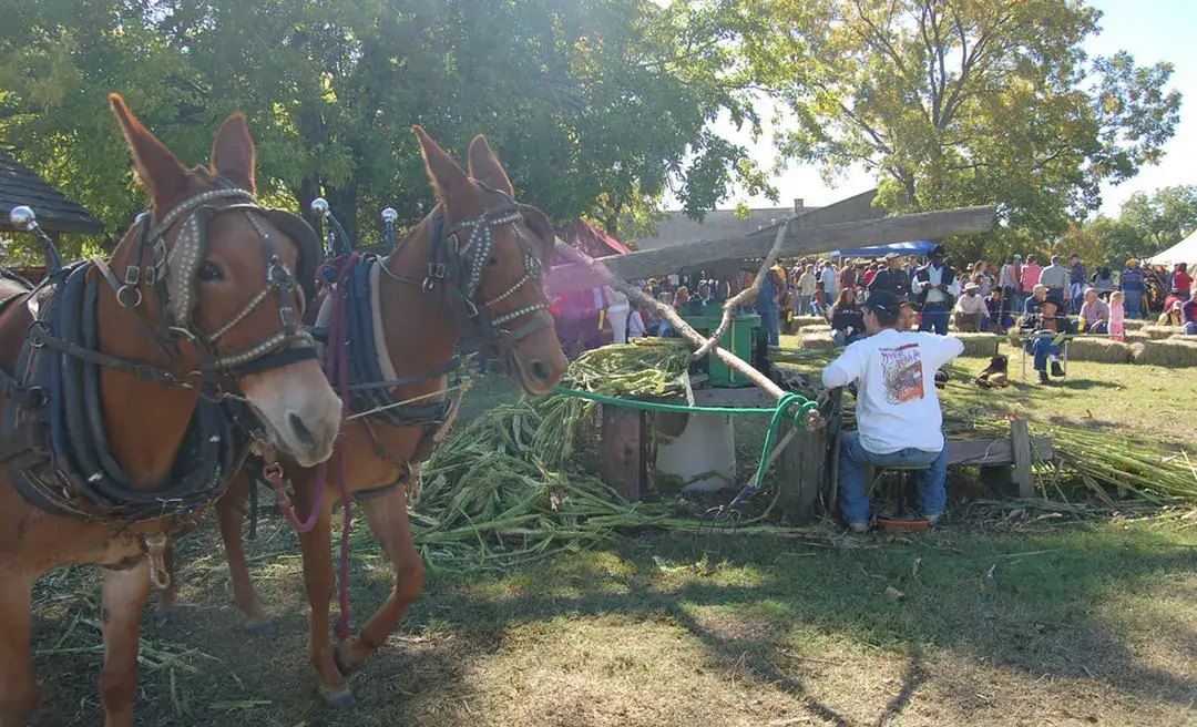 Wewoka Sorghum Festival