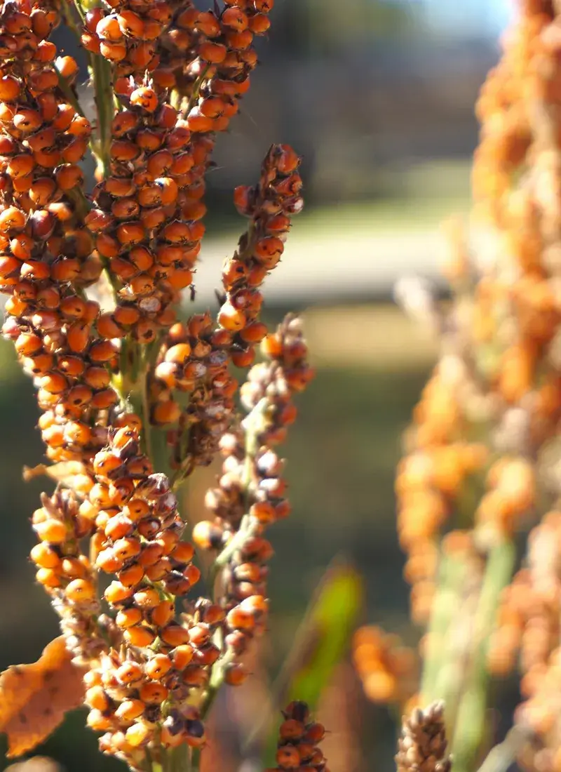 Sorghum