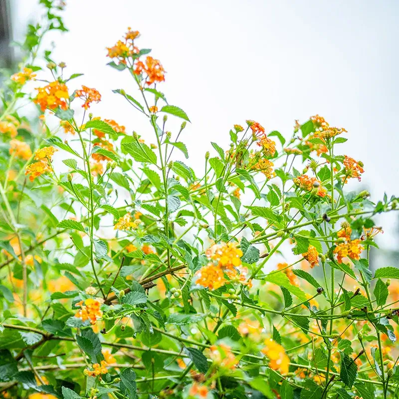 Orange flowers