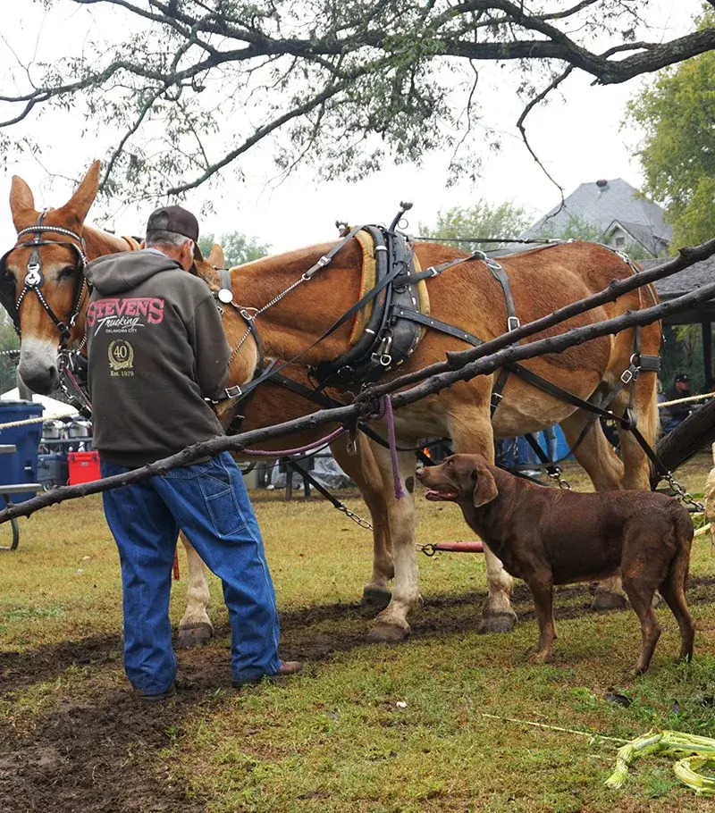 Man and dog with mule